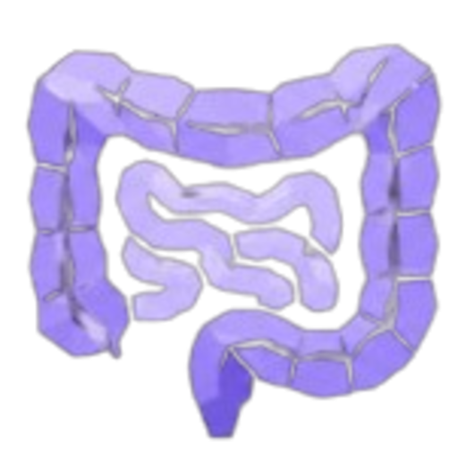 Illustration of the human digestive tract with the large intestine highlighted in purple.
