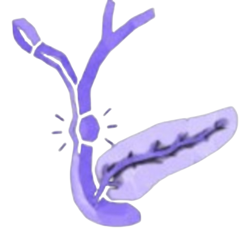 Stylized purple diagram of the human pancreas with its ducts, featuring a highlighted focal point to indicate a location of interest.